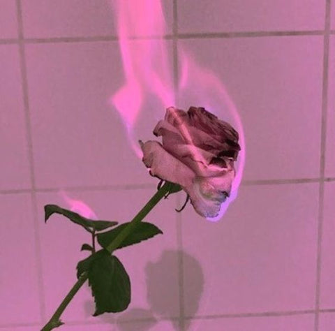 flor rosa queimando